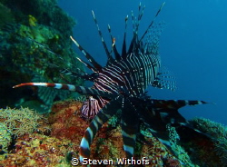 Lion fish by Steven Withofs 